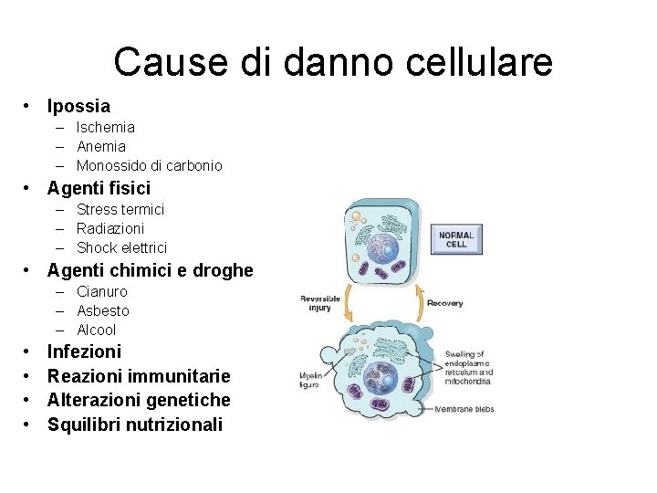 Cause di danno cellulare • Ipossia – Ischemia – Anemia – Monossido di carbonio