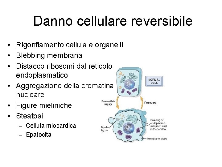 Danno cellulare reversibile • Rigonfiamento cellula e organelli • Blebbing membrana • Distacco ribosomi