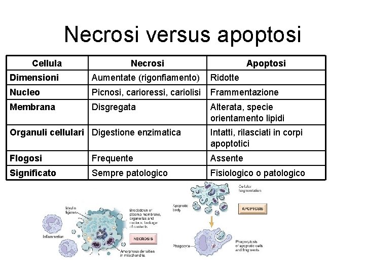 Necrosi versus apoptosi Cellula Necrosi Apoptosi Dimensioni Aumentate (rigonfiamento) Ridotte Nucleo Picnosi, carioressi, cariolisi