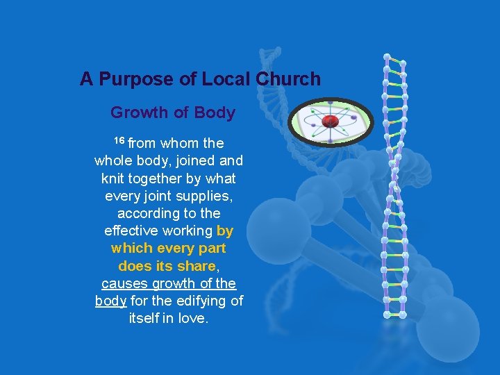 A Purpose of Local Church Growth of Body 16 from whom the whole body,