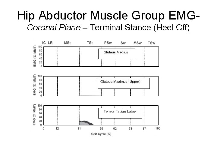 Hip Abductor Muscle Group EMGCoronal Plane – Terminal Stance (Heel Off) 