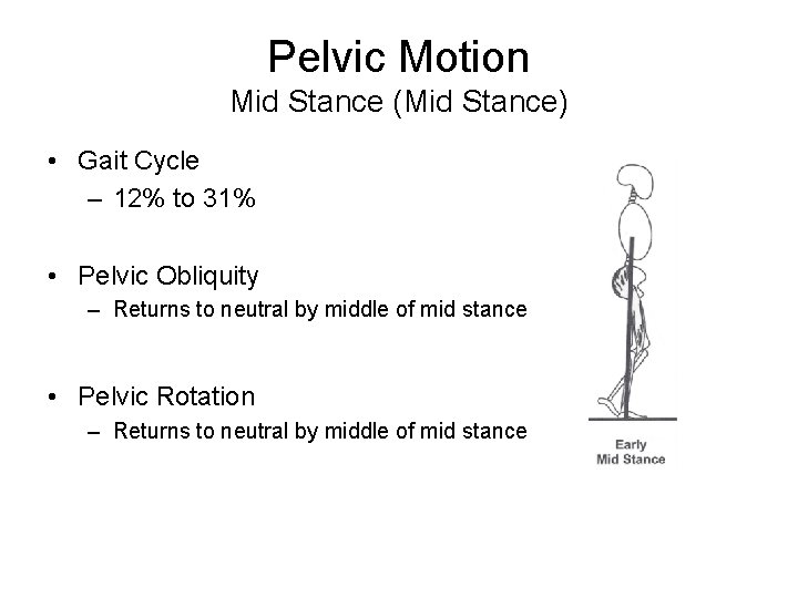 Pelvic Motion Mid Stance (Mid Stance) • Gait Cycle – 12% to 31% •