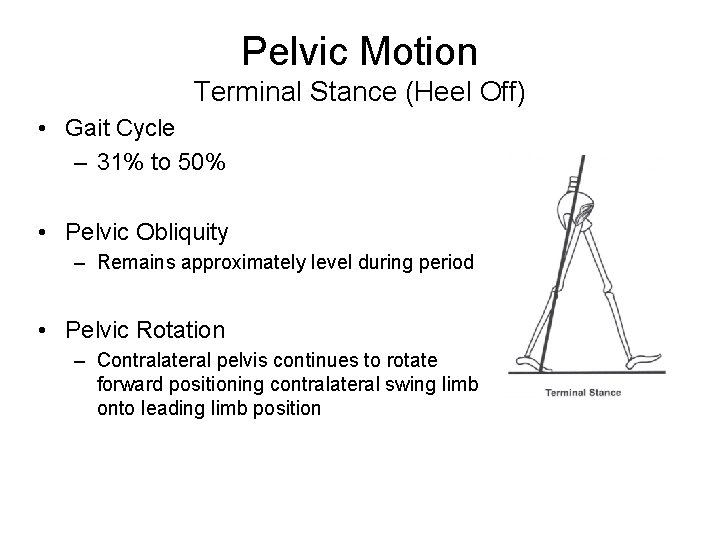 Pelvic Motion Terminal Stance (Heel Off) • Gait Cycle – 31% to 50% •