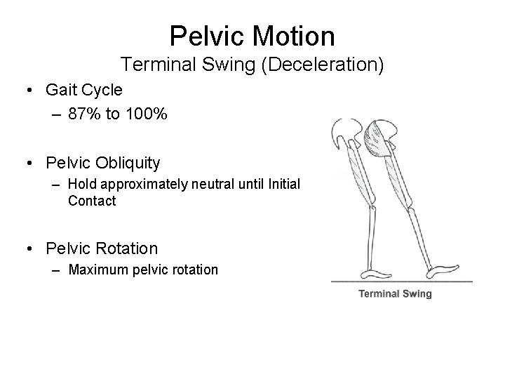 Pelvic Motion Terminal Swing (Deceleration) • Gait Cycle – 87% to 100% • Pelvic