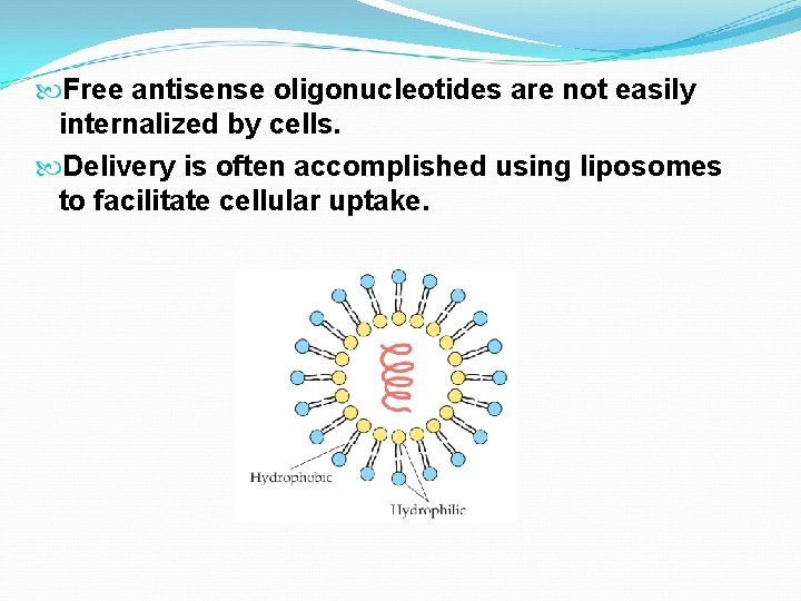  Free antisense oligonucleotides are not easily internalized by cells. Delivery is often accomplished