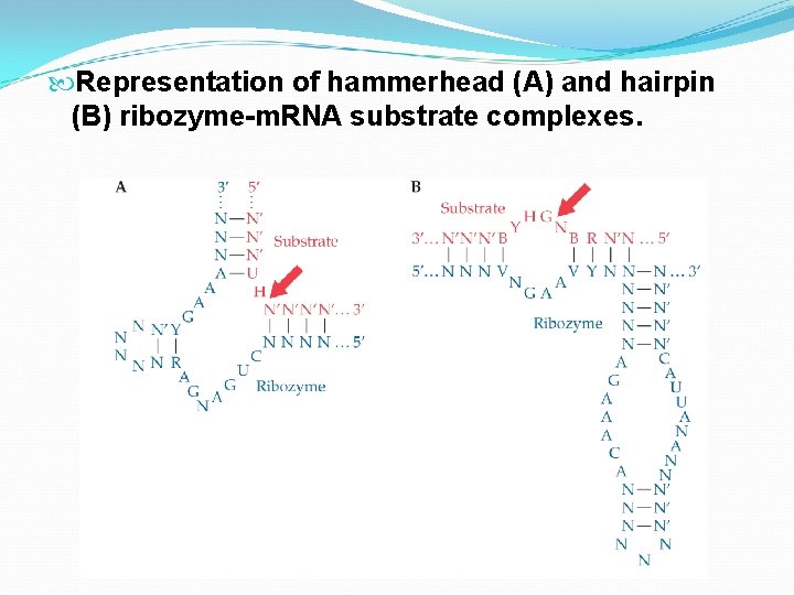  Representation of hammerhead (A) and hairpin (B) ribozyme-m. RNA substrate complexes. 
