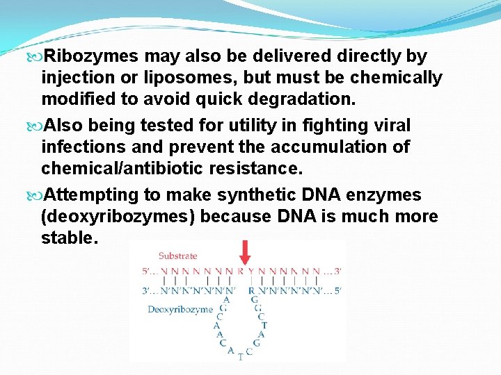  Ribozymes may also be delivered directly by injection or liposomes, but must be