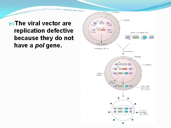 The viral vector are replication defective because they do not have a pol