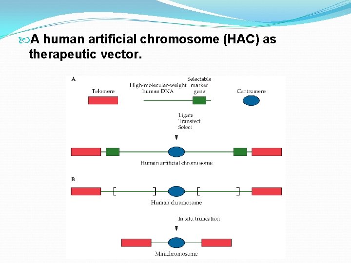  A human artificial chromosome (HAC) as therapeutic vector. 
