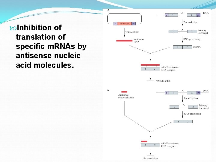  Inhibition of translation of specific m. RNAs by antisense nucleic acid molecules. 