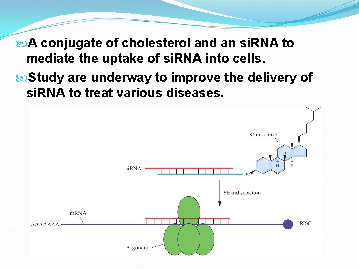  A conjugate of cholesterol and an si. RNA to mediate the uptake of