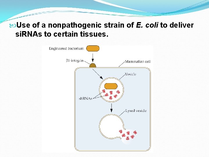  Use of a nonpathogenic strain of E. coli to deliver si. RNAs to
