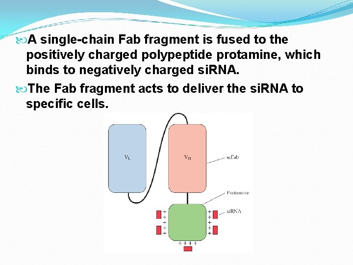  A single-chain Fab fragment is fused to the positively charged polypeptide protamine, which