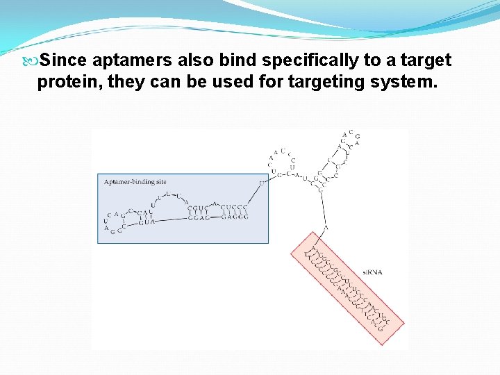  Since aptamers also bind specifically to a target protein, they can be used
