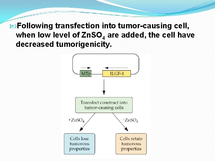  Following transfection into tumor-causing cell, when low level of Zn. SO 4 are