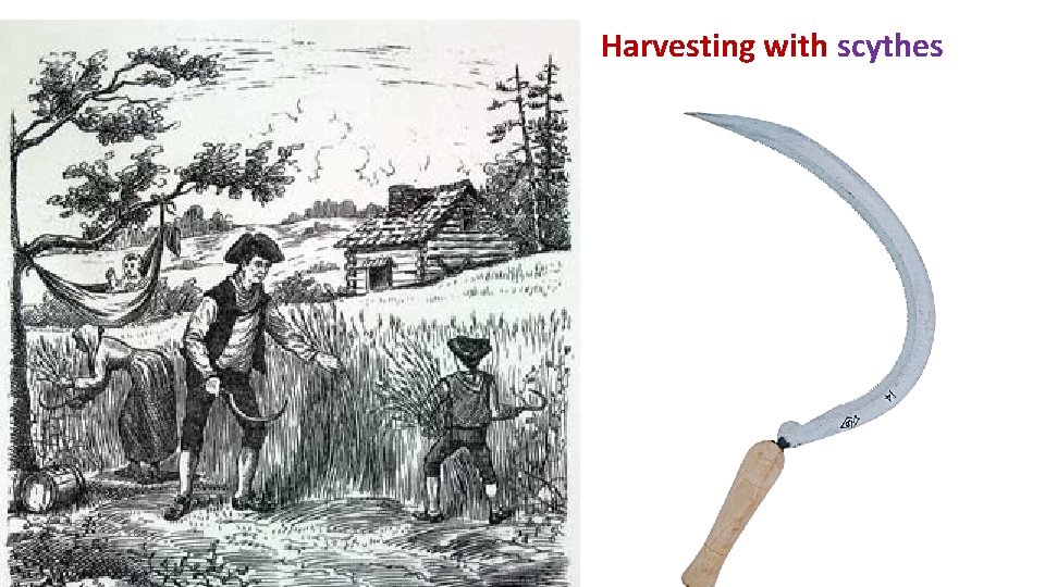 Harvesting with scythes 