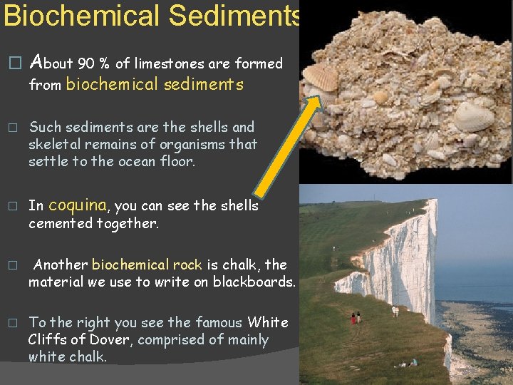 Biochemical Sediments � About 90 % of limestones are formed from � � biochemical