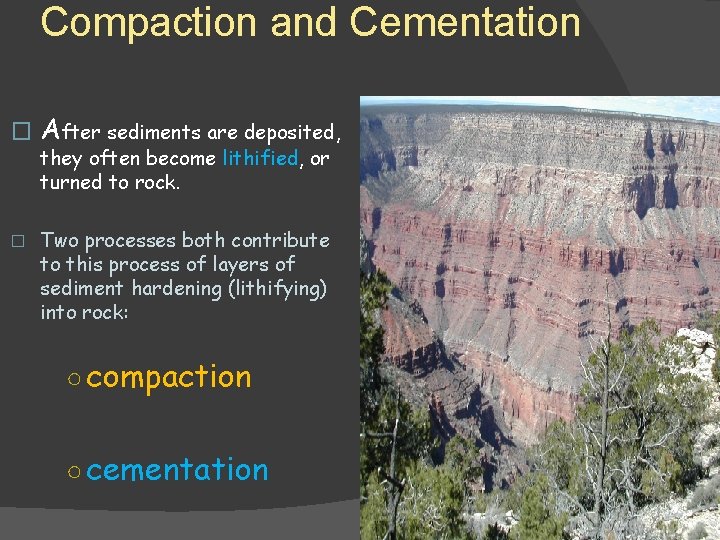 Compaction and Cementation � After sediments are deposited, they often become lithified, or turned