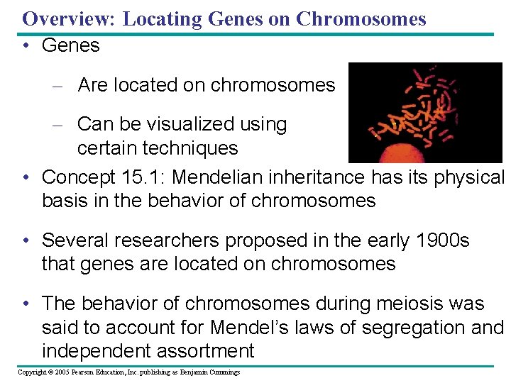 Overview: Locating Genes on Chromosomes • Genes – Are located on chromosomes – Can