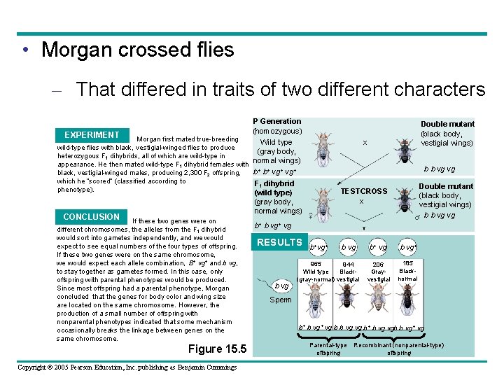  • Morgan crossed flies – That differed in traits of two different characters