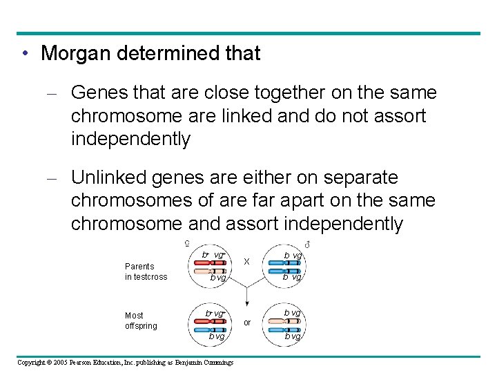  • Morgan determined that – Genes that are close together on the same