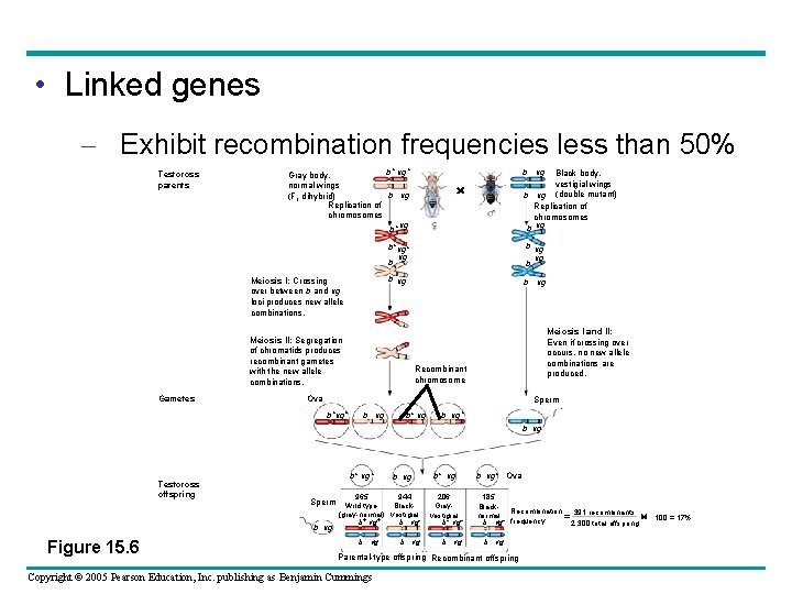  • Linked genes – Exhibit recombination frequencies less than 50% Testcross parents b+