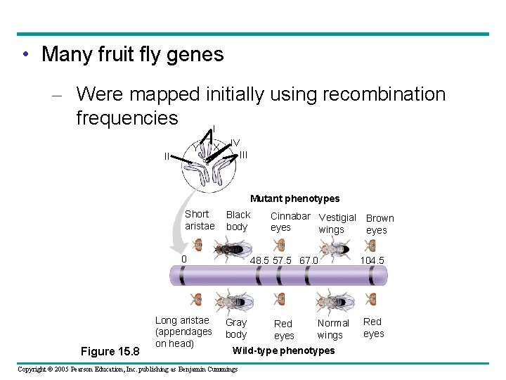  • Many fruit fly genes – Were mapped initially using recombination frequencies I