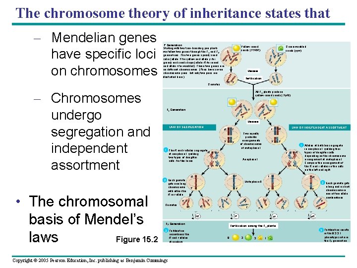 The chromosome theory of inheritance states that – Mendelian genes have specific loci on