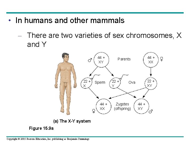  • In humans and other mammals – There are two varieties of sex