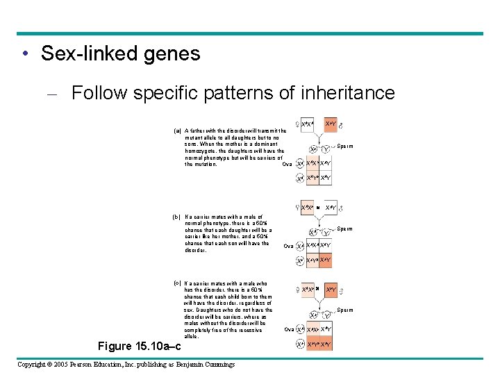  • Sex-linked genes – Follow specific patterns of inheritance Xa. Y XAXA (a)
