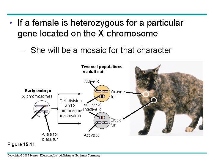  • If a female is heterozygous for a particular gene located on the