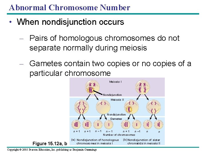 Abnormal Chromosome Number • When nondisjunction occurs – Pairs of homologous chromosomes do not