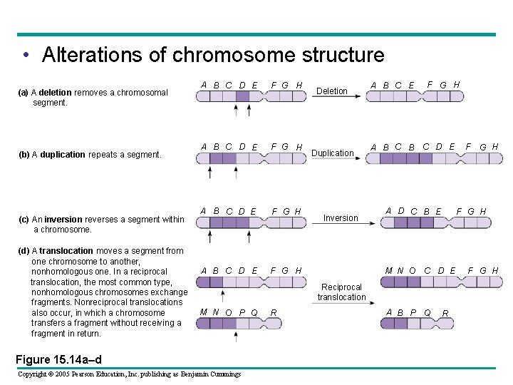  • Alterations of chromosome structure (a) A deletion removes a chromosomal segment. (b)