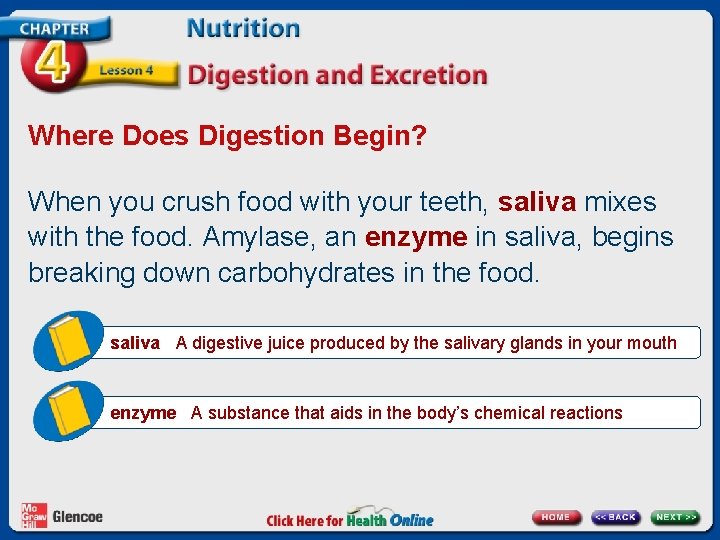 Where Does Digestion Begin? When you crush food with your teeth, saliva mixes with