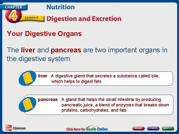 Your Digestive Organs The liver and pancreas are two important organs in the digestive