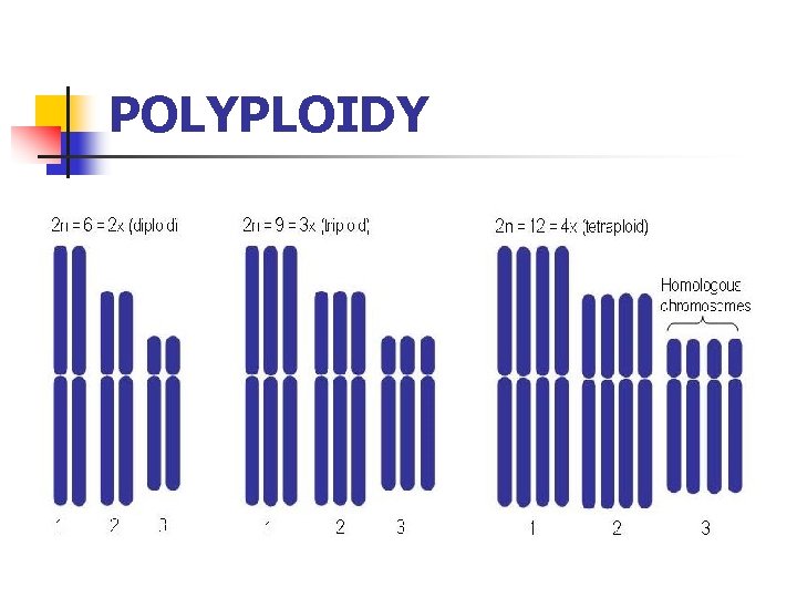POLYPLOIDY POLYPLOIDY