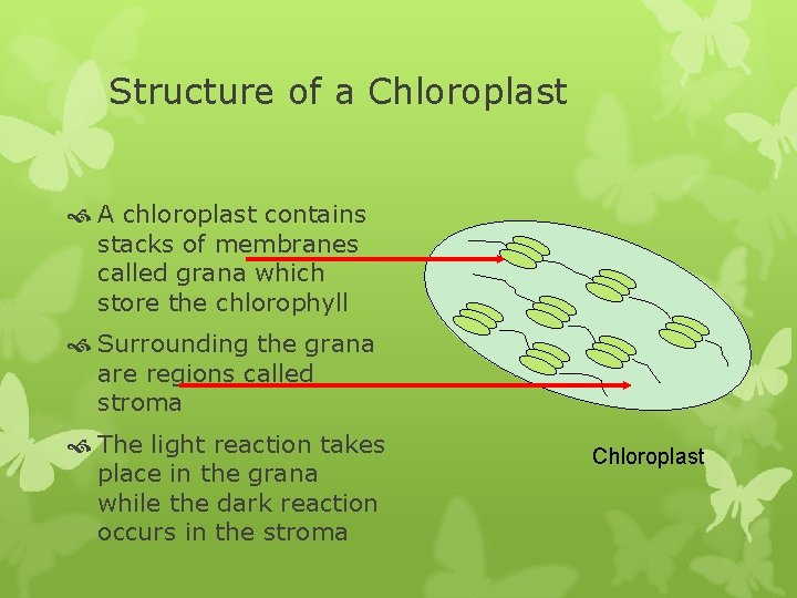 Structure of a Chloroplast A chloroplast contains stacks of membranes called grana which store