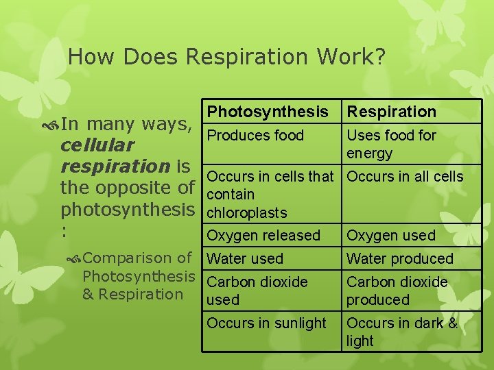 How Does Respiration Work? In many ways, cellular respiration is the opposite of photosynthesis