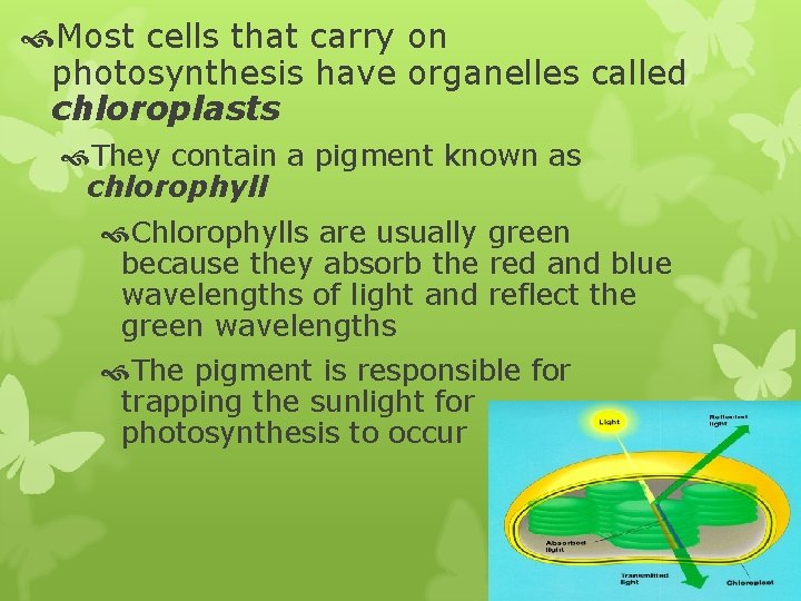  Most cells that carry on photosynthesis have organelles called chloroplasts They contain a