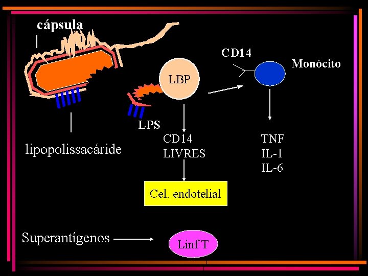 cápsula CD 14 Monócito LBP LPS lipopolissacáride CD 14 LIVRES Cel. endotelial Superantígenos Linf