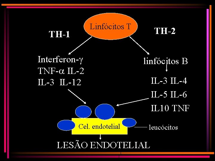 Linfócitos T TH-1 Interferon-g TNF-a IL-2 IL-3 IL-12 Cel. endotelial TH-2 linfócitos B IL-3