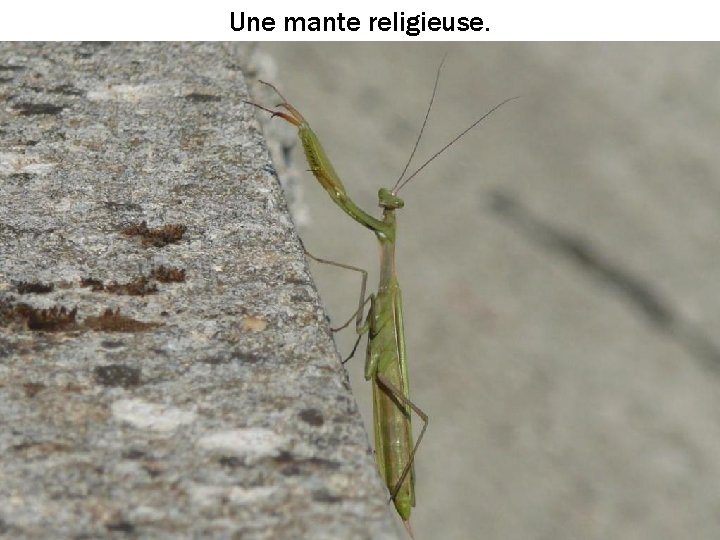 Une mante religieuse. 