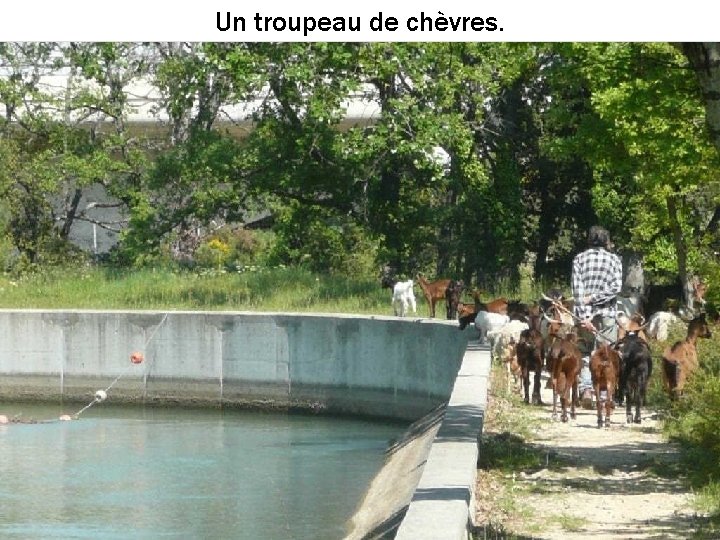 Un troupeau de chèvres. 