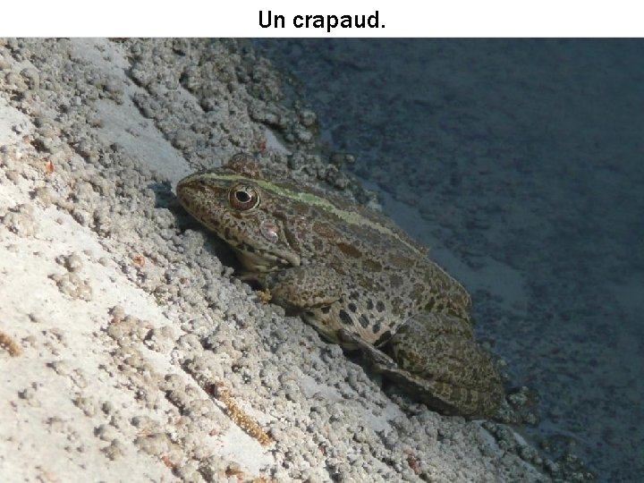 Un crapaud. 