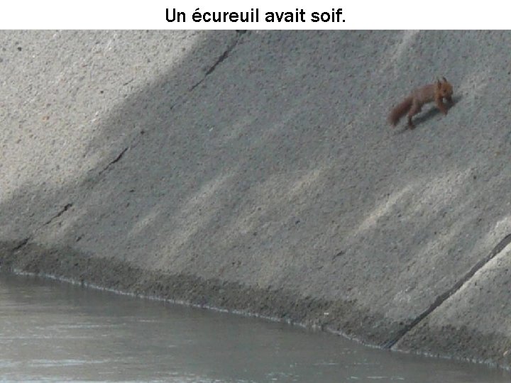 Un écureuil avait soif. 