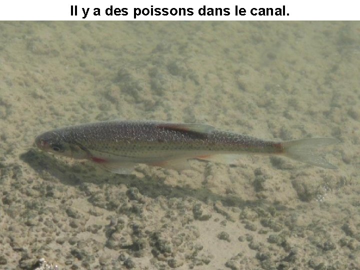 Il y a des poissons dans le canal. 