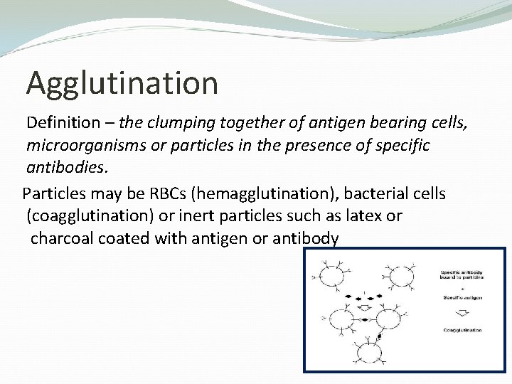 Agglutination Definition – the clumping together of antigen bearing cells, microorganisms or particles in