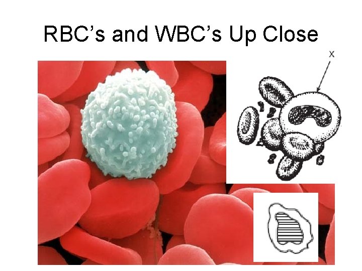 Aim How does the immune system fight pathogens