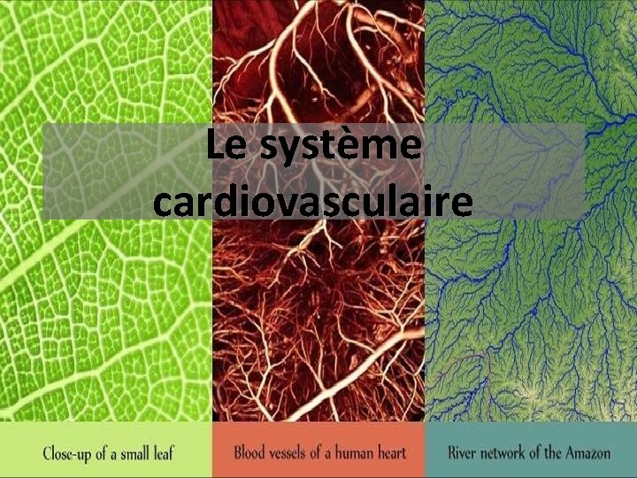 Le système cardiovasculaire 