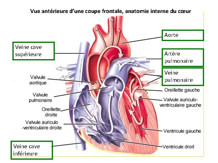 Vue antérieure d’une coupe frontale, anatomie interne du cœur Aorte Veine cave supérieure Artère